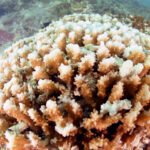 underwater corals destroyed by hurricane dead coral reef Global warming CO2 increase in the oceans destructive fishing practices and natural events are destroying the worlds reef systems