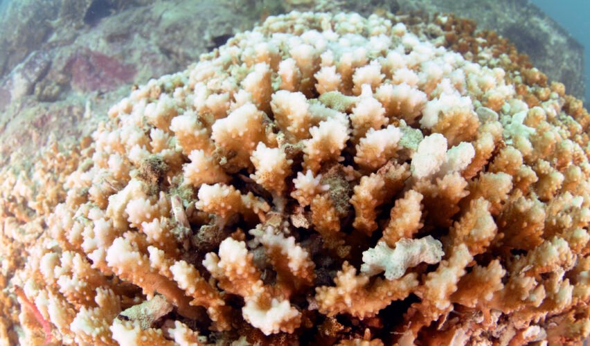 underwater corals destroyed by hurricane dead coral reef Global warming CO2 increase in the oceans destructive fishing practices and natural events are destroying the worlds reef systems