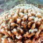 underwater corals destroyed by hurricane dead coral reef Global warming CO2 increase in the oceans destructive fishing practices and natural events are destroying the worlds reef systems