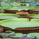floating leaves of a giant water lily Victoria amazonica