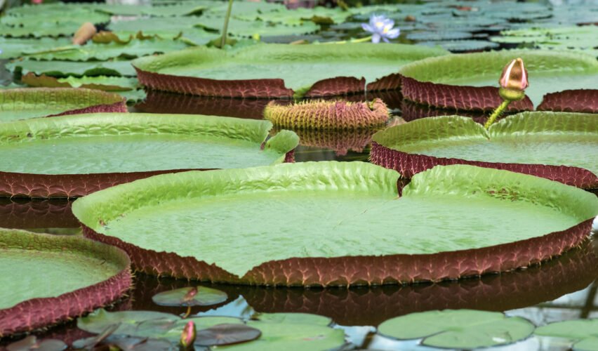 floating leaves of a giant water lily Victoria amazonica