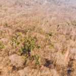 Aerial view of spring forest