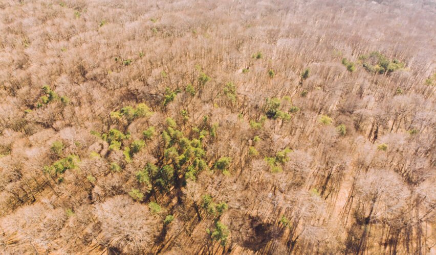 Aerial view of spring forest