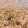 Aerial view of spring forest