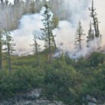 Forest fires
