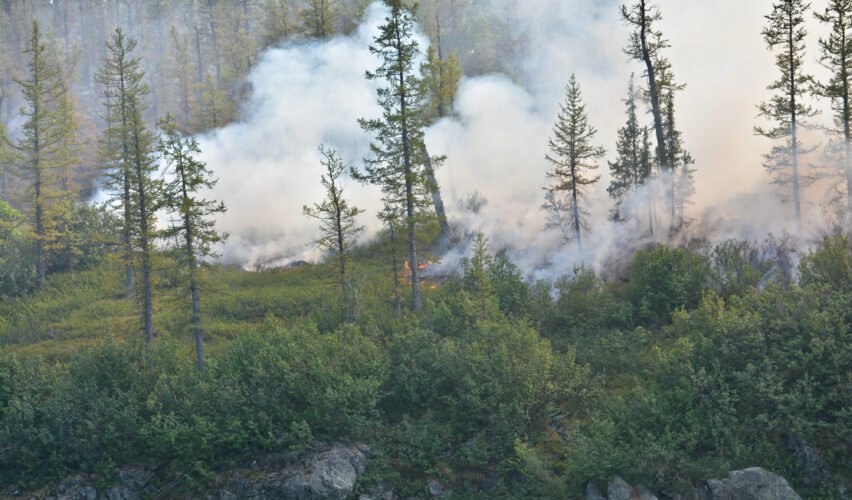 Forest fires