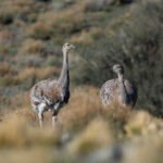 Lesser Rhea Pterocnemia pennata Torres del Paine National Park Patagonia Chile