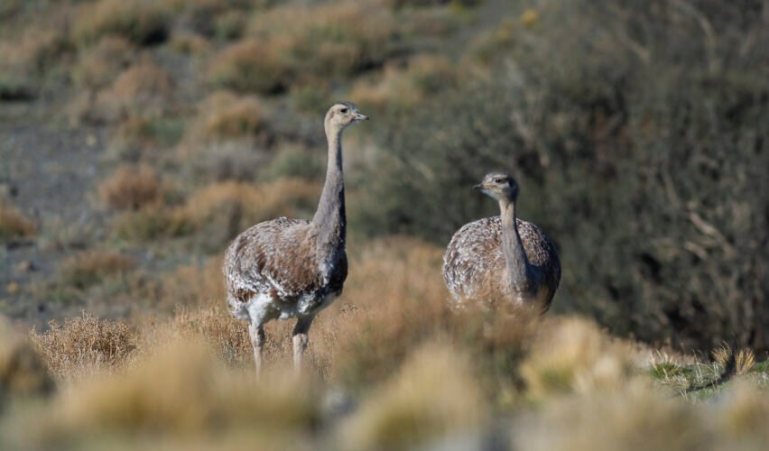 Lesser Rhea Pterocnemia pennata Torres del Paine National Park Patagonia Chile