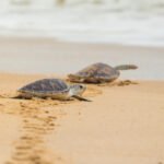 Hawksbill sea turtle on the beach, Thailand.