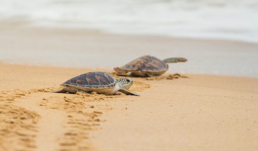 Hawksbill sea turtle on the beach, Thailand.
