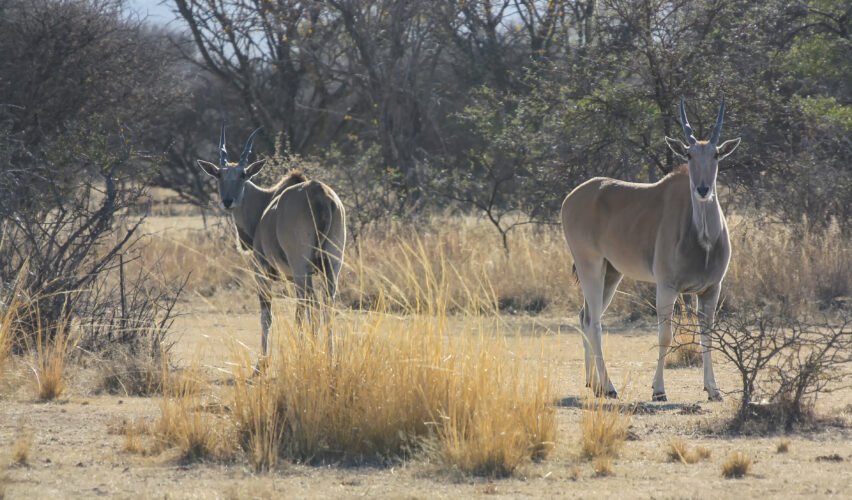 Common eland in south africa