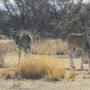 Common eland in south africa